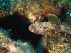 Gobius cruentatus