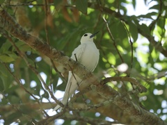 Gygis alba