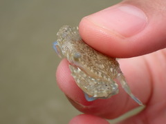 Portunidae