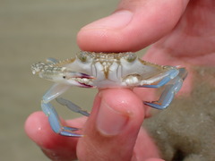 Portunidae