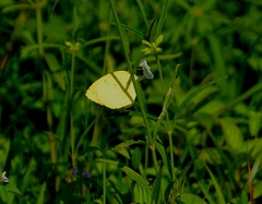 Eurema brigitta