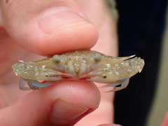 Portunidae