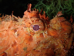 Scorpaena scrofa