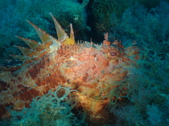 Scorpaena scrofa