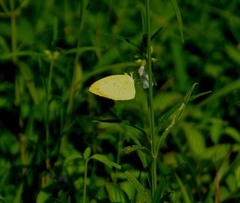 Eurema brigitta