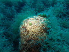 Cladocora caespitosa