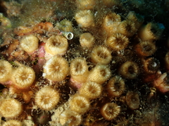 Cladocora caespitosa