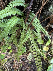 Asplenium viride