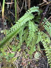 Asplenium viride