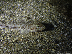 Gobius geniporus