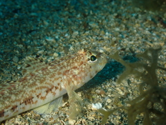 Gobius geniporus