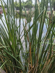 Typha