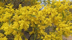 Acacia pycnantha