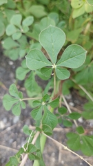 Cleome gynandra