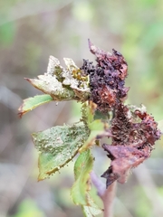 Dasineura crataegi