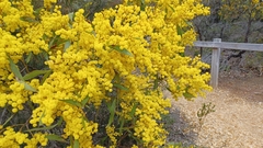 Acacia pycnantha