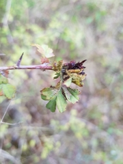 Dasineura crataegi