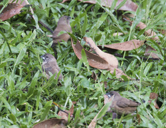 Spermestes cucullata