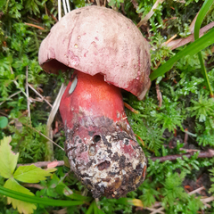 Rubroboletus rubrosanguineus