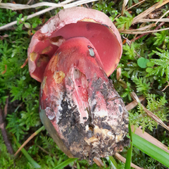 Rubroboletus rubrosanguineus