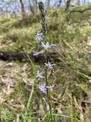 Caesia calliantha