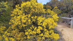 Acacia pycnantha