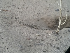 Crotalus cerastes