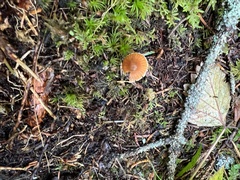 Cortinarius acutus