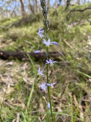 Caesia calliantha