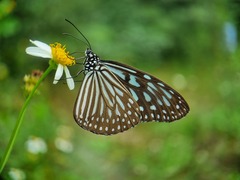 Ideopsis vulgaris