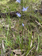 Caesia calliantha