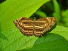 Neptis harita