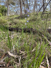 Caesia calliantha