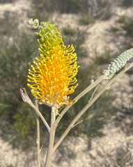 Grevillea eriostachya
