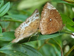 Euthalia monina