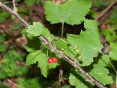 Ribes rubrum