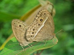 Mycalesis perseoides