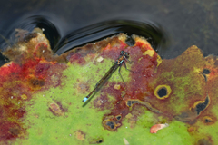 Austrocnemis splendida