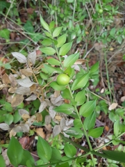 Ruscus aculeatus