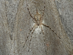 Tamopsis