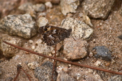Hipparchia aristaeus