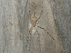 Tamopsis