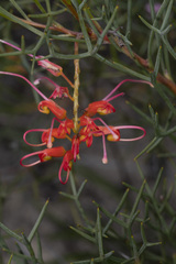 Grevillea wilsonii