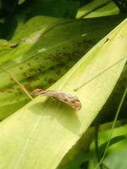 Odontoptilum angulata