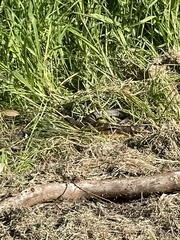 Notechis scutatus occidentalis