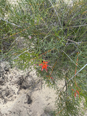 Grevillea wilsonii