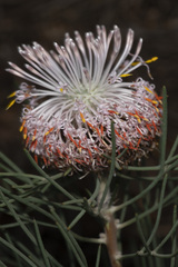 Isopogon divergens