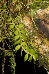 Gastrochilus formosanus