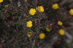 Hibbertia spicata