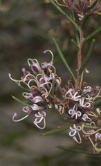 Hakea circumalata